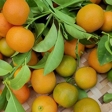 Discovering the Versatile Uses of Calamansi: From Culinary Delight to Natural Remedy