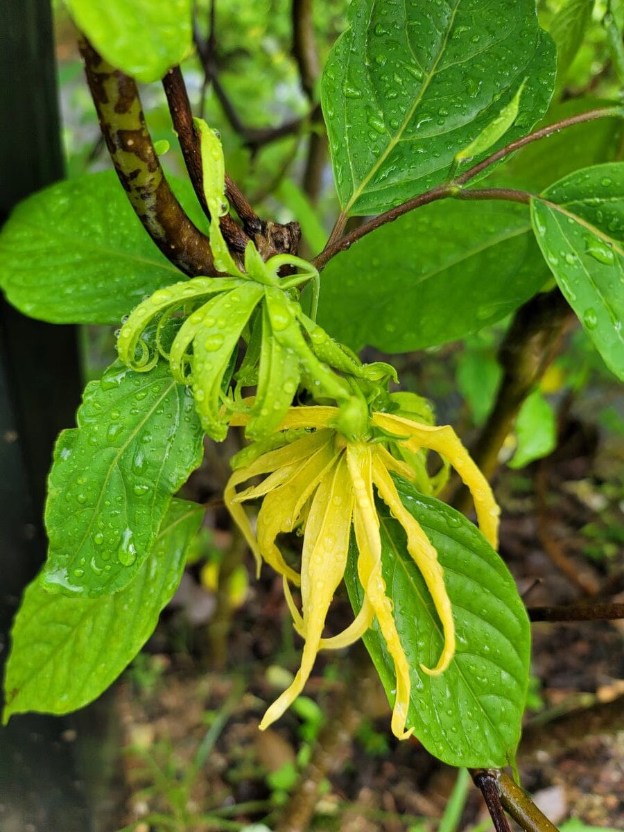 Ylang Ylang: Historical, Medicinal, Cultural Significance and Uses