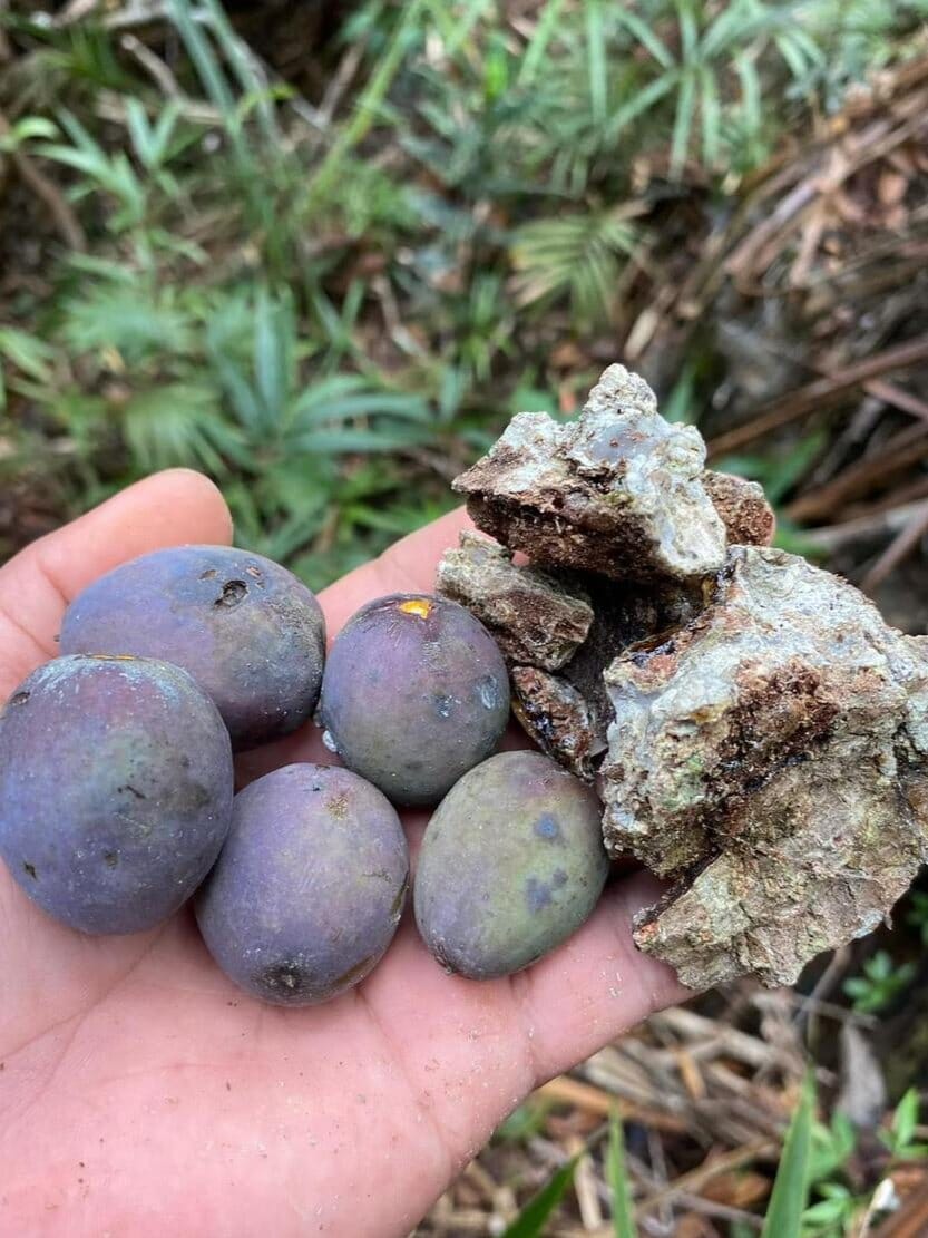Kamangyan Ritual Herbalaria