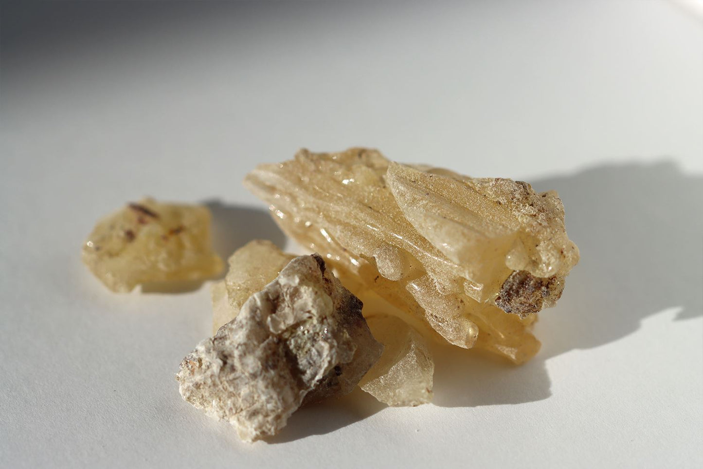 Manila Copal Herbalaria
